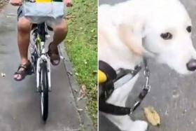Screengrabs from Mr Thomas Chan&#039;s Tiktok account showing the cyclist who collided into him and Eve the guide dog looking at him after the incident.