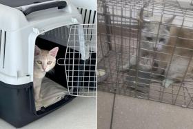 Aiko the cat was found on the morning of Nov 1, said Mr Adrian Wong in a follow-up post on Facebook.