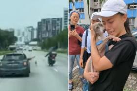 Katsu the Italian greyhound running along an expressway, before he was reunited with his owner Debra Loi.