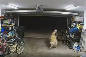 An 82-second surveillance video showed the burglar playing with a golden retriever before making off with a US$1,300 electric bike.