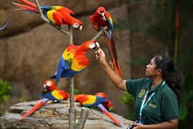 Scarlet macaws at the Crimson Wetlands aviary at the new Bird Paradise in Mandai.
