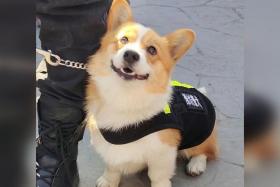 Fu Zai, China&#039;s first corgi police dog, is still in training as a reserve. 