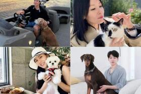 (Clockwise from left) Daniel Henney, Sharon Au, BTS&#039; Jungkook and Son Ye-jin with their pets.