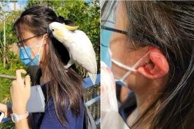 Madam Serene Chen said the bird flew onto her daughter&#039;s shoulder and started biting the teenager&#039;s ear.