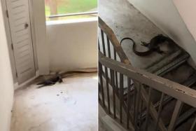 The monitor lizard ran down a flight of stairs, and looked to be cornered on the staircase landing by the person filming.