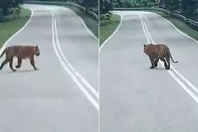 Mr Che Fiti Zulhilmi told reporters he had initially spotted the tiger on the road in the morning.