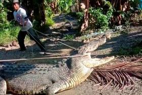 Ambau Indah villager Usman, who goes by one name, trying to catch the 4.3-metre-long crocodile on June 25, 2022.