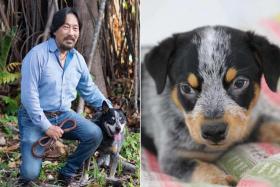 Dr Jean-Paul Ly with his dog Khan (left) who died at 17. Khan was then successfully cloned in China about a year ago.