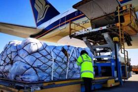 The first batch of 48 tents being loaded into the cargo hold of an SIA plane bound for Singapore before transiting to Istanbul.