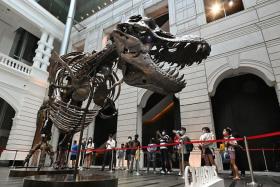 The 12.2m-long skeleton is on public display at VCH’s atrium before it goes under the hammer on Nov 30 in Hong Kong.