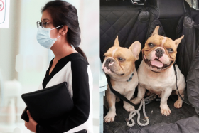 French bulldogs Chocoby and Hunniby (right) died after dog trainer Sabrina Sim Xin Huey forgot to remove them from the boot of her hatchback car.