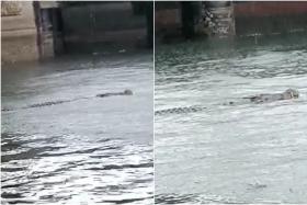 A member of the public shared a video of the large reptile swimming in the waters off the park.