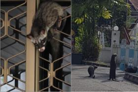 A civet sneaking into a home in 2018 (left) and otters spotted in the Jalan Mat Jambol area.
