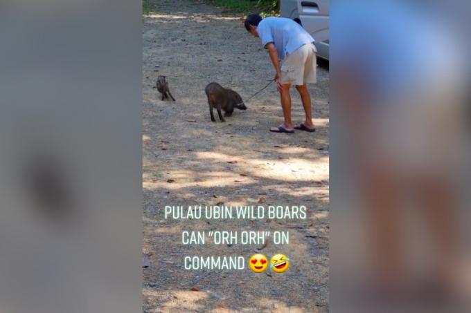 Wild boars ain't so wild on Pulau Ubin: Animals seen obeying man with stick  in video, Latest Singapore News - The New Paper
